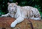Biały tygrys - wyjątkowy przedstawiciel wielkich kotów